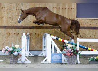 Belgian Warmblood, Mare, 2 years, 16,2 hh, Chestnut-Red