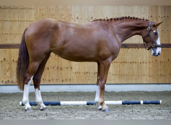 Belgian Warmblood, Mare, 2 years, 16,2 hh, Chestnut-Red