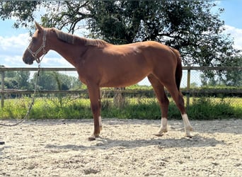 Belgian Warmblood, Mare, 2 years, 16 hh, Chestnut-Red