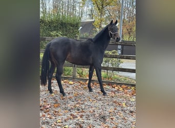 Belgian Warmblood, Mare, 2 years, 16,1 hh, Bay-Dark Belgian Warmblood, Mare, 2 years, 16,1 hh, Bay-Dark