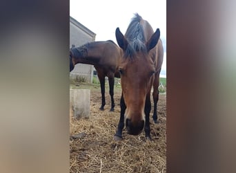 Belgian Warmblood, Mare, 2 years, 16,2 hh, Brown