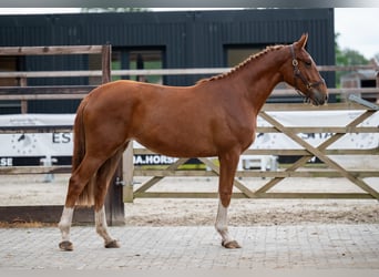 Belgian Warmblood, Mare, 2 years, Chestnut-Red