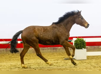 Belgian Warmblood, Mare, 3 years, 13,3 hh, Brown