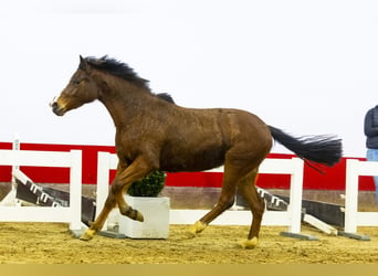 Belgian Warmblood, Mare, 3 years, 13,3 hh, Brown