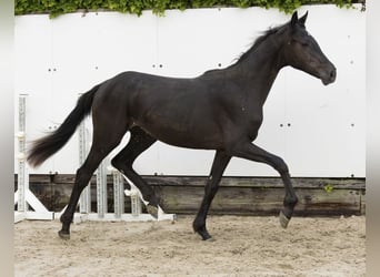 Belgian Warmblood, Mare, 3 years, 14,2 hh, Black
