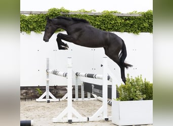 Belgian Warmblood, Mare, 3 years, 14,2 hh, Black