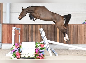 Belgian Warmblood, Mare, 3 years, 15.1 hh, Bay