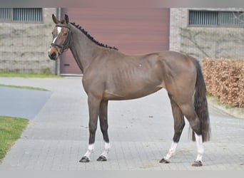 Belgian Warmblood, Mare, 3 years, 15.1 hh, Bay