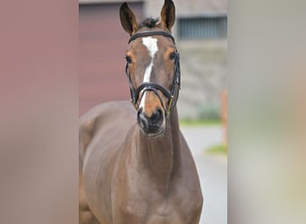 Belgian Warmblood, Mare, 3 years, 15.1 hh, Bay