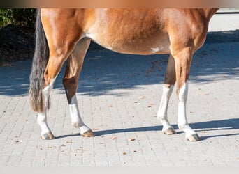 Belgian Warmblood, Mare, 3 years, 15.1 hh, Brown