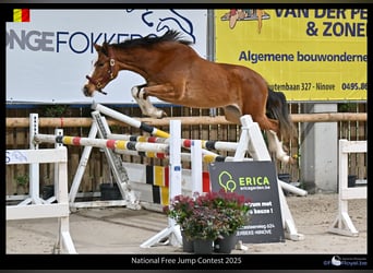 Belgian Warmblood, Mare, 3 years, 15.1 hh, Brown
