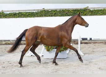 Belgian Warmblood, Mare, 3 years, 15,1 hh, Brown