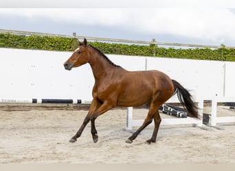 Belgian Warmblood, Mare, 3 years, 15,1 hh, Brown