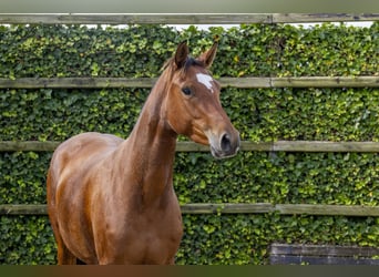 Belgian Warmblood, Mare, 3 years, 15,1 hh, Brown