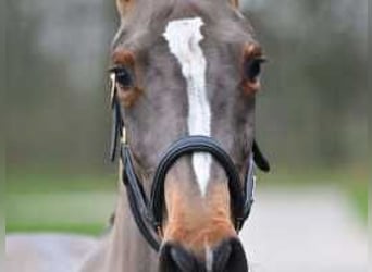 Belgian Warmblood, Mare, 3 years, 15,2 hh, Bay