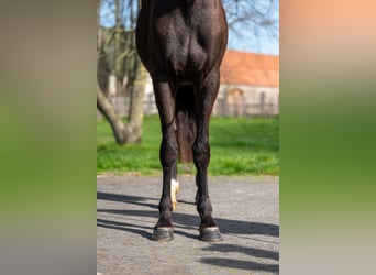 Belgian Warmblood, Mare, 3 years, 15.2 hh