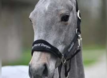 Belgian Warmblood, Mare, 3 years, 15,2 hh, White