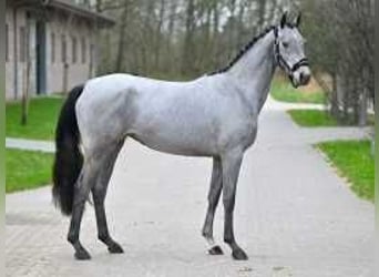 Belgian Warmblood, Mare, 3 years, 15,2 hh, White