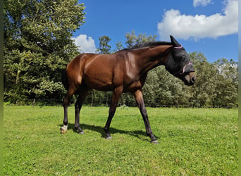 Belgian Warmblood, Mare, 3 years, 15,3 hh, Brown