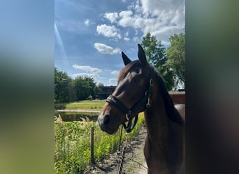 Belgian Warmblood, Mare, 3 years, 15 hh, Bay-Dark