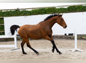 Belgian Warmblood, Mare, 3 years, 15 hh, Black
