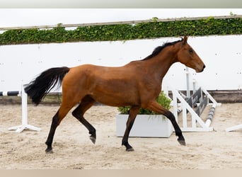 Belgian Warmblood, Mare, 3 years, 15 hh, Black