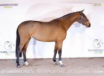 Belgian Warmblood, Mare, 3 years, 15,2 hh, Brown