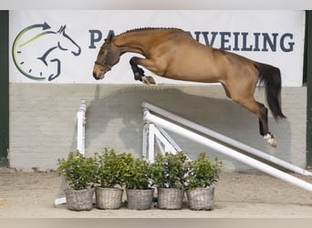 Belgian Warmblood, Mare, 3 years, 15,2 hh, Brown