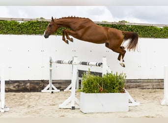 Belgian Warmblood, Mare, 3 years, 15,2 hh, Chestnut-Red