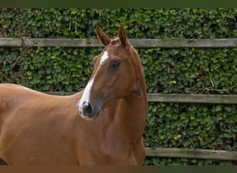 Belgian Warmblood, Mare, 3 years, 15,2 hh, Chestnut-Red