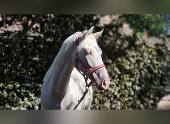 Belgian Warmblood, Mare, 3 years, 15,2 hh, Cremello