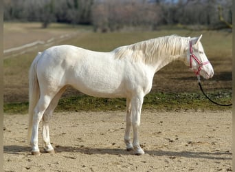 Belgian Warmblood, Mare, 3 years, 15,2 hh, Cremello