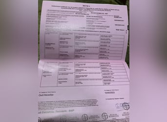 Belgian Warmblood, Mare, 3 years, 16.1 hh, Bay-Dark Belgian Warmblood, Mare, 3 years, 16.1 hh, Bay-Dark