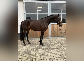 Belgian Warmblood, Mare, 3 years, 16.1 hh, Bay-Dark Belgian Warmblood, Mare, 3 years, 16.1 hh, Bay-Dark