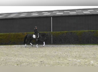 Belgian Warmblood, Mare, 3 years, 16.1 hh, Bay-Dark Belgian Warmblood, Mare, 3 years, 16.1 hh, Bay-Dark