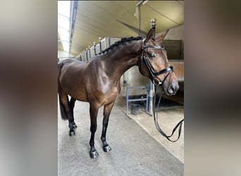 Belgian Warmblood, Mare, 3 years, 16.1 hh, Bay-Dark Belgian Warmblood, Mare, 3 years, 16.1 hh, Bay-Dark