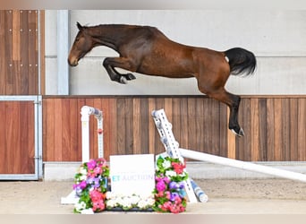 Belgian Warmblood, Mare, 3 years, 16.1 hh, Bay-Dark