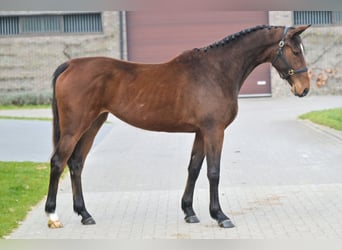 Belgian Warmblood, Mare, 3 years, 16.1 hh, Bay-Dark
