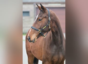 Belgian Warmblood, Mare, 3 years, 16.1 hh, Bay-Dark