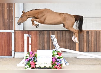 Belgian Warmblood, Mare, 3 years, 16.1 hh, Bay