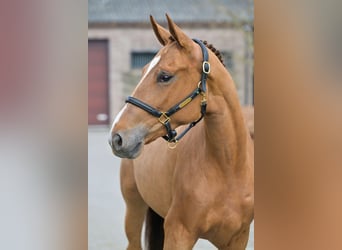 Belgian Warmblood, Mare, 3 years, 16.1 hh, Bay