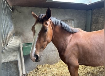 Belgian Warmblood, Mare, 3 years, 16.1 hh, Brown