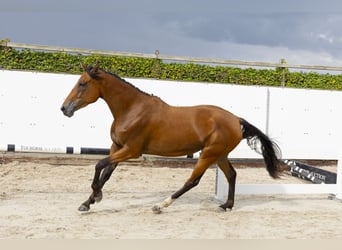 Belgian Warmblood, Mare, 3 years, 16,1 hh, Brown