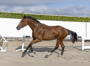 Belgian Warmblood, Mare, 3 years, 16.1 hh, Brown
