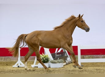 Belgian Warmblood, Mare, 3 years, 16.1 hh, Chestnut-Red