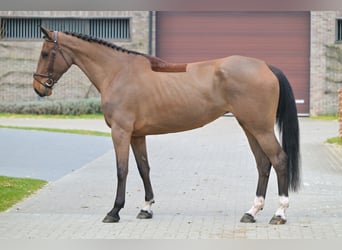 Belgian Warmblood, Mare, 3 years, 16.2 hh, Bay-Dark