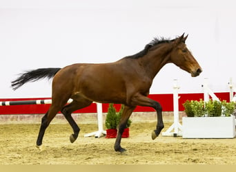 Belgian Warmblood, Mare, 3 years, 16,2 hh, Brown