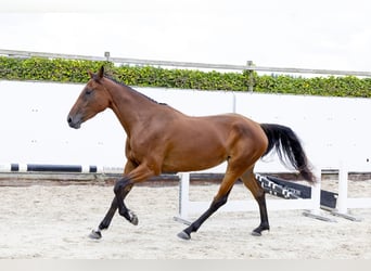 Belgian Warmblood, Mare, 3 years, 16,2 hh, Brown