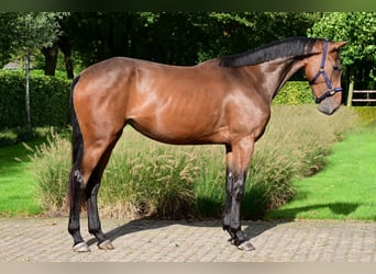 Belgisches Warmblut, Stute, 3 Jahre, 16 hh, Dunkelbrauner