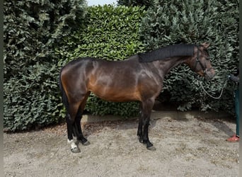 Belgian Warmblood, Mare, 3 years, 16 hh, Bay-Dark